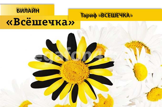 Тариф «Всешечка» от Билайн - описание, подключение и переход на тариф «Всешечка»