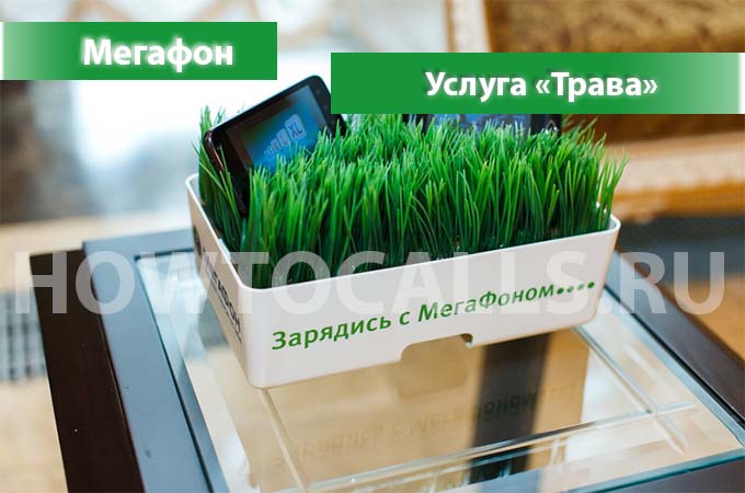 Опция Трава.ru Мегафон - описание, подключение и отключение услуги Трава от Мегафона Опция Трава.ru Мегафон - описание, подключение и отключение услуги Трава от Мегафона
